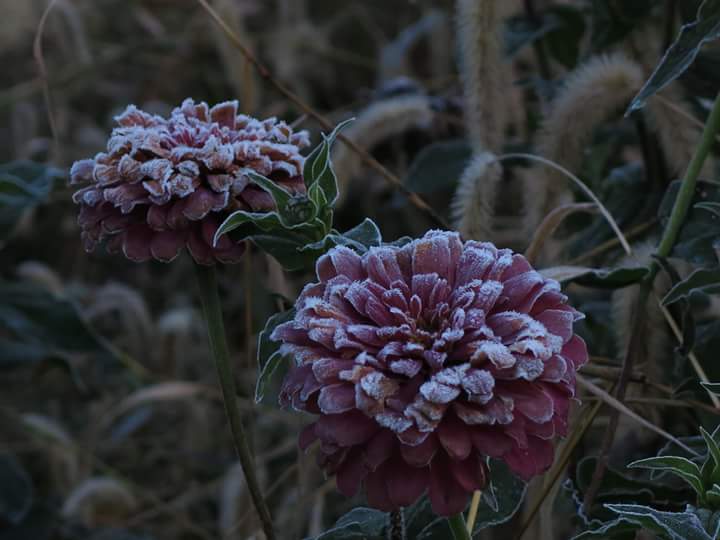 Flowers with Frost.jpg